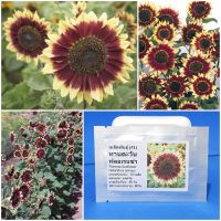 เมล็ดพันธุ์ ทานตะวัน ฟลอเรนซ่า Florenza Sunflower F1 Seed 10 เมล็ด คุณภาพดี ราคาถูก ของแท้