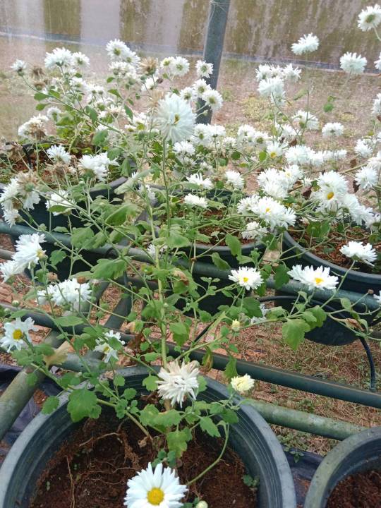 ต้นกล้าเก็กฮวย-ดอกสีขาว-เก็กฮวย-ขาว-กล้าละ19-บาทพร้อมปลูก-ห่อรากส่ง