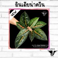 อโกลนีมา Aglaonema อินเดียน่าควีน (Indiana Queen) หรือ ฉัตรเพชร ฉัตรมงคล ต้นใหญ่สั่งทั้งต้นพร้อมกระถาง ฟอร์มสวย