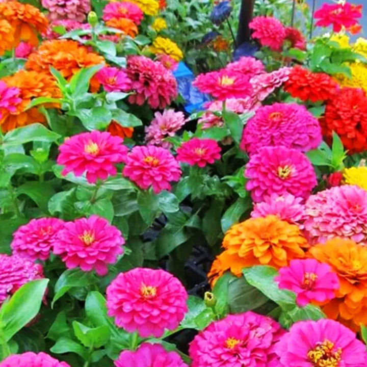 เมล็ดพันธุ์ดอกบานชื่น-กลีบซ้อน-คละสี-200เมล็ด-zinnia-ต้นบานชื่นหลากสี