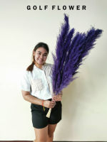 ดอกเลา Purple ดอกไม้แห้ง ดอกแพมพัส ดอกเลา ดอกไม้ตกแต่ง ดอกหญ้าเลา ดอกไทย  เซท12ดอก  Golf  Flower