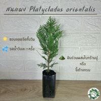 Promotion ต้นสนแผง กล้าสนแผง platycladus orientalis สูง 14-18 ซม. พันธุ์นอกใบจะเงินๆกว่า พร้อมจัดส่งง พร้อมส่ง พรรณ ไม้ น้ำ พรรณ ไม้ ทุก ชนิด พรรณ ไม้ น้ำ สวยงาม พรรณ ไม้ มงคล