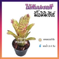 สัปปะรดสี ไม้มินิเชียร์ หน่อไม้สับปปะรดสี 4 นิ้ว สับปะรดสี มินิเชียร์ ไม้ประดับ หน่อสด เลี้ยงง่าย