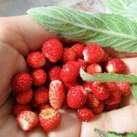 50 เมล็ด สตอร์เบอรี่ ใช้ทำแยม woodland strawberry, Alpine strawberry, European strawberry อัตราการงอกของเมล็ด 80-85%