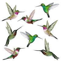 8 Beautiful Humming Bird Static Cling Window Stickers Hummingbird Anti Collision Bird Strike Window Stickers