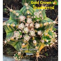 ( Pro+++ ) หน่อเด็ดสด แคคตัสยิมโน (Gymno) "Gold Crown" (โกลด์คราวน์) ⚜ สวยๆ ราคาคุ้มค่า พรรณ ไม้ น้ำ พรรณ ไม้ ทุก ชนิด พรรณ ไม้ น้ำ สวยงาม พรรณ ไม้ มงคล