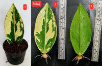 กวักมรกตด่าง (ZAMIOCULCAS ZAMIIFOLIA) มีรากแล้ว มีหัวแล้ว จัดส่งพร้อมกระถาง 3 นิ้ว