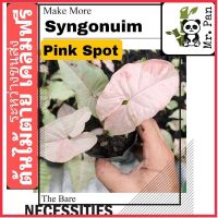 Nadthida Syngonium Pink Spot เงินไหลมา พิงค์ สปอท เงินไหลมา ชมพูหวาน syngonuim Nadtida ต้นไม้ตายระหว่างขนส่ง เคลมฟรี