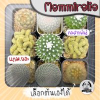 ต้นแมมมิราเลีย คละสายพันธ์(เลือกต้นได้)  ( ต้นกระบองเพชร Mammilaria) ไม้เมล็ด Set W?ต้นแคคตัส❤️