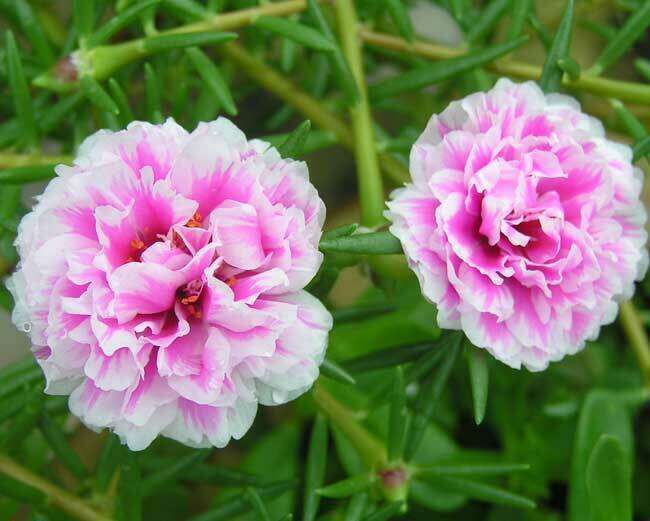 Portulaca Grandiflora Extra Double Mixed Seeds Mexican Rose Purslane ...