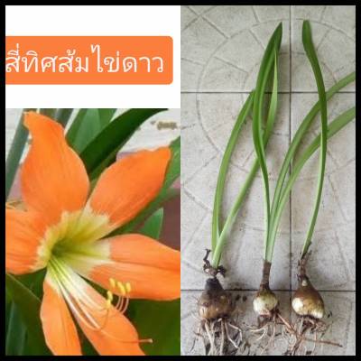 ว่านสี่ทิศ สี่ทิศส้มไข่ดาว5ต้น ไม้มงคล ไม้หัว สี่ทิศส้ม ว่านสี่ทิศส้มไข่ดาว ว่านสี่ทิศสีส้มไข่ดาว