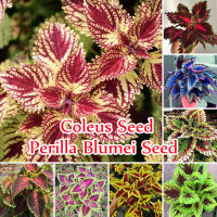 ?บานเพื่อคุณเท่านั้น?Mixcolor Coleus Seeds (Perilla Blumei) Flower Seeds 100 เมล็ด บอนสี เมล็ดพันธุ์แท้ ต้นไม้มงคล ต้นไม้ฟอกอากาศ ต้นไม้ประดับ ต้นดอกไม้สวยๆ เมล็ดดอกไม้ ต้นดอกไม้ เม