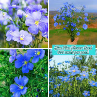 อัตรางอกสูง!! Blue Flax Flower Seeds for Planting (บรรจุ 100 เมล็ด) บอนสีหายาก ดอกไม้ เมล็ดพันธุ์ บอนสีสวยๆหายาก เมล็ดดอกไม้ บอลสีชนิดต่างๆ Hibiscus Plant บอนสีแปลกๆถูกๆ ไม้ประดับมงคล ต้นไม้ฟอกอากาศ ต้นไม้ ต้นไม้ประดับ ต้นไม้ บีโกเนีย Others Vegetable