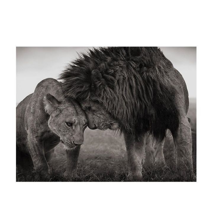 love-kiss-between-lions-black-and-white-canvas-art-painting-posters-and-prints-scandinavian-wall-art-picture-for-living-room