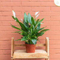 Treeno.9 T63 เดหลี (Peace Lily)  สูง 30-60 ซม.  กระถาง 6 นิ้ว  ไม้ประดับ ดอกสวยสีขาว ใบเขียว ช่วยฟอกอากาศ ปลูกในห้องนอนได้