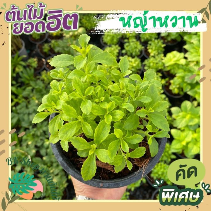 ต้นหญ้าหวาน (Stevia) สมุนไพร ให้ความหวานแทนน้ำตาล ใช้ทำชาได้ ส่งพร้อมกระถาง  ต้นไม้ฟอกอากาศ ต้นไม้ปลูกในบ้าน | Lazada.Co.Th