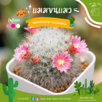 แมมขนแมว  Mammillaria Bocasana  (ดอกชมพู)