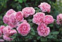 30 เมล็ด เมล็ดพันธุ์ กุหลาบ กุหลาบสีชมพู ควีน ออฟ สวีเดน Queen of sweden Rose Seed ดอกใหญ่ นำเข้าจากต่างประเทศ Garden Seeds