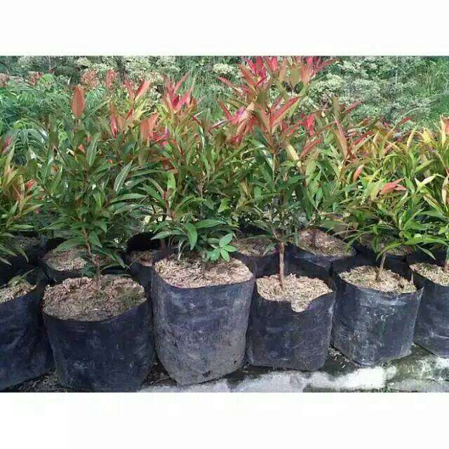 Tanaman Pucuk Merah Pohon Pucuk Merah Daun Pucuk Merah Lazada Indonesia