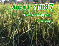 พันธุ์ข้าวกข87ข้าวพื้นนุ่มให้ผลผลิตสูง ทดลอง1กิโลกรัม