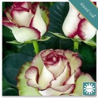 30 เมล็ด เมล็ดพันธุ์ กุหลาบ สตาร์แอนด์สไตร้พส์ Tiger Striped Rose Seeds สี ขาว-แดง ดอกใหญ่ นำเข้าจากต่างประเทศ พร้อมคู่มือ เมล็ดสด ใหม่