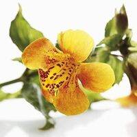 เมล็ดพันธุ์ มิมิวลัส / ไทเกอร์ มังกี้ mimulus tigrinus tiger monkey 400 เมล็ด เมล็ดพันธุ์นำเข้าจากอังกฤษ