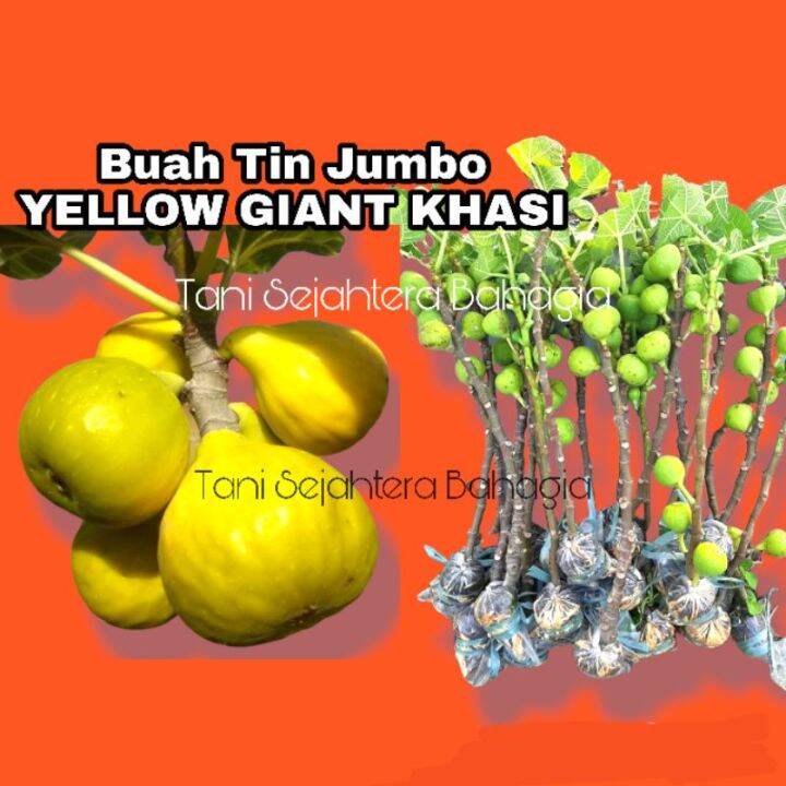 Kwalitas Terbaik Bibit Tanaman Pohon Buah Tin Jumbo Yellow Giant Khasi Sangat Produktif Cepat