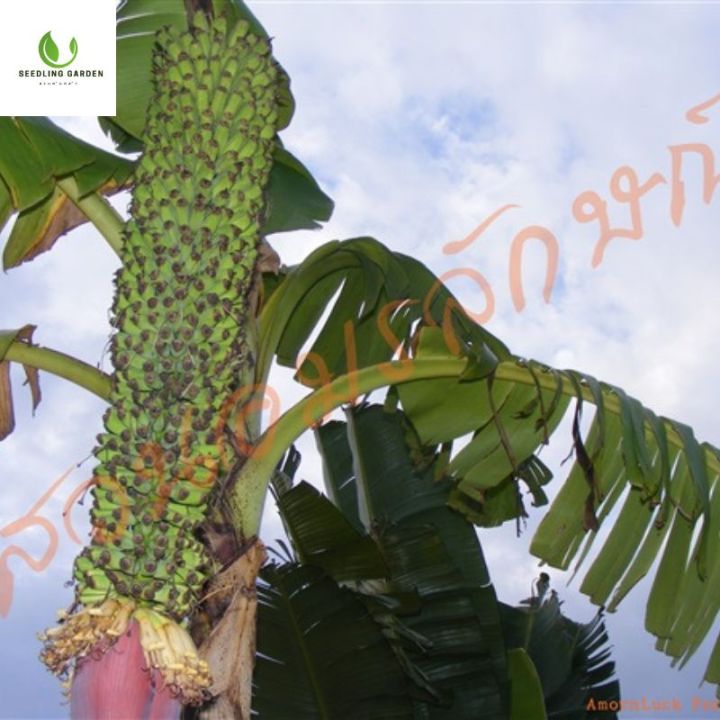 ต้นกล้วยร้อยหวี-กล้าไม้ผลนำเข้า-ต้นกล้าสูง-60-80-ซม-พันธุ์แท้-แข็งแรง-ปลูกง่าย