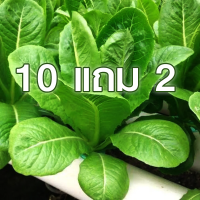 10 แถม 2 ?กรีนคอส?ถูกที่สุด7บ.?ผักสลัดกรีนคอส100เมล็ด ?งอกง่าย ☘️ทานอร่อย