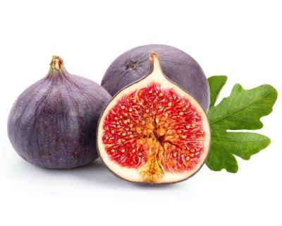 Figs ต้นมะเดื่อฝรั่ง พันธุ์ Black Jack (แบล๊กแจ๊ก) อร่อย หวาน หอมมากๆ ต้นสมบูรณ์มาก รากแน่นๆ จัดส่งพร้อมกระถาง 6 นิ้ว ลำต้นสูง 45-50 ซม