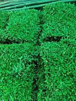ขายส่ง 1 กิโลกรัม เมล็ดหญ้ามาเลเซีย Tropical Carpet grass Savanna Grass หญ้าเห็บ หญ้าไผ่ หญ้าปูสนาม สนามหญ้า พืชตระกูลหญ้า เมล็ดพันธ์หญ้า ปูหญ้า ปูสนาม สนามหญ้าและสวน การดูแลหญ้า ชนิดหญ้า หญ้าเบอร์มิวด้า หญ้าพาสพาลัม หญ้าญี่ปุ่น