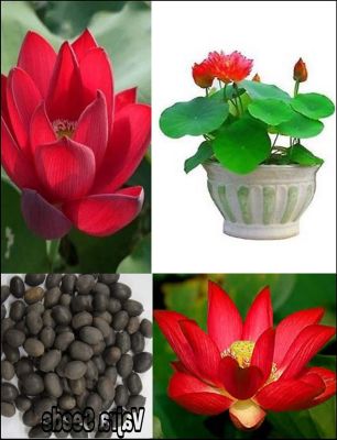 เมล็ดบัว 5 เมล็ด ดอกสีแดง ดอกเล็ก พันธุ์แคระ จิ๋ว  ของแท้ 100% เมล็ดพันธุ์บัวดอกบัว ปลูกบัว เม็ดบัว สวนบัว บัวอ่าง Lotus seed.