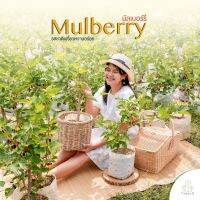 Treeno.9 T204 มัลเบอร์รี่ (Mulberry) ต้นใหญ่ ถุง 8 นิ้ว / สูง 60-90 ซม. / ไม้ประดับ ออกผลดก ผลไม้เปรี้ยวหวานอร่อย (ต้นไม้)