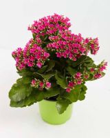 30 เมล็ดพันธุ์ Bonsai เมล็ด กุหลาบหินดอกซ้อน ไม้อวบน้ำ กุหลาบหิน Kalanchoe blossfeldiana Seed อัตราการงอกของเมล็ด 80-85%