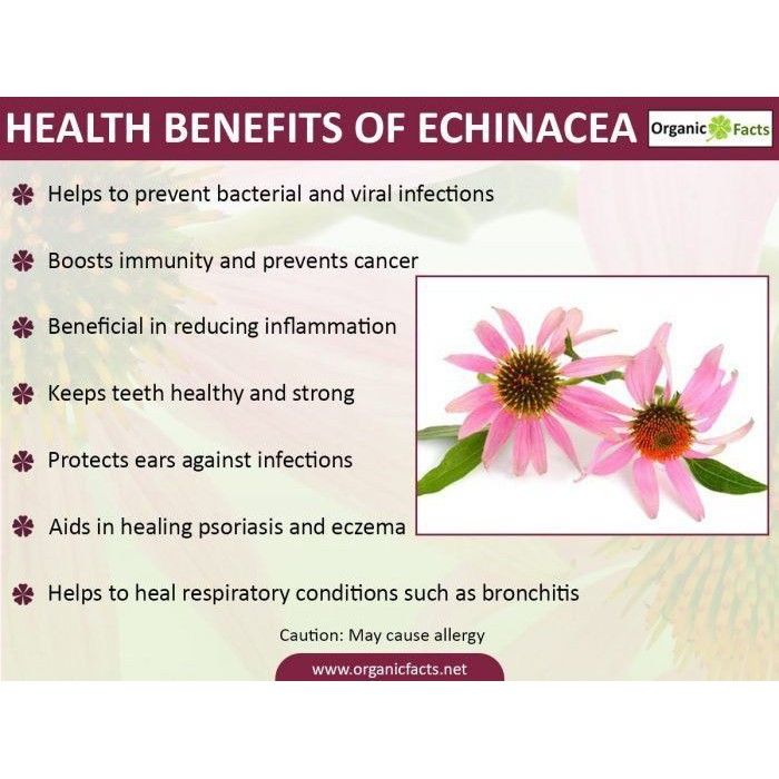 เอ็กไคนาเซีย-echinacea-400-mg-100-capsules-swanson
