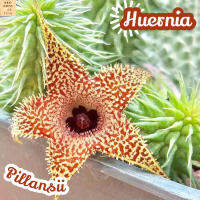 [เก๋งจีน คริสต์มาส] Huernia Pillansii แคคตัส ต้นไม้ ไม้หนาม ไม้ทนแล้ง กุหลาบหิน ไม้อวบน้ำ พืชอวบน้ำ succulent cactus กระบองเพชร