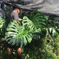 เมล็ดพันธ์ุ มอนสเตอร่า ไจแอนท์ Monstera Giant 5-10 เมล็ด