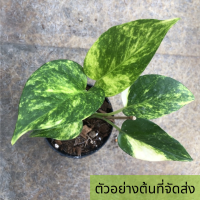 ? Epipremnum Pinnatum Variegated อิพิพรีนั่ม ด่างขาว ต้นไม้ฟอกอากาศ ตระกูลพลูด่างใบฉีก ฟอร์มไม้เลื้อยสวย