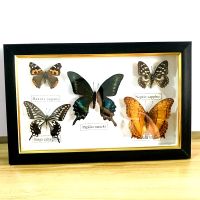 Pretty Butterfly Real Specimen Education Material CollectionButterfly Specimen Artwork Material Decor