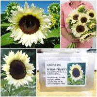 เมล็ดพันธุ์ ทานตะวันขาว ไวท์ไนท์ (ProCut White Nite Sunflower F1 Seed) 10 เมล็ด คุณภาพดี ราคาถูก ของแท้