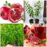 ต้นกล้าทับทิม ต้นทับทิม (เพาะเมล็ด) พิลา พิลาขาว มะก่องแก้ว Pomegranate UNICACEAE ?(สินค้าพร้อมส่ง)?