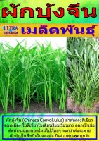 AGPV เมล็ดพันธุ์ ผักบุ้งจีน แบ่งขาย ราคาต่อ1ซอง