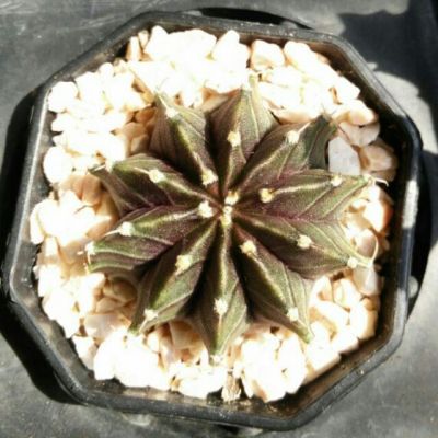 (promotion++) ต้นเพชร,แคคตัส Gymnocalycium  LB HB Cactus  สุดคุ้มม ต้นไม้ ฟอก อากาศ กระถาง ต้นไม้ ไม้ ประดับ ต้นไม้ ปลูก ใน บ้าน