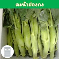 คะน้าฮ่องกง เมล็ดพันธุ์ 500+ เมล็ด ( Jumbo Chinese Kale)