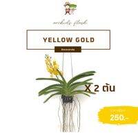 (promotion++) YELLOW GOLD กล้วยไม้แอสโคเซ็นด้า พร้อมดอก (Ascocenda) สุดคุ้มม ต้นไม้ ฟอก อากาศ กระถาง ต้นไม้ ไม้ ประดับ ต้นไม้ ปลูก ใน บ้าน