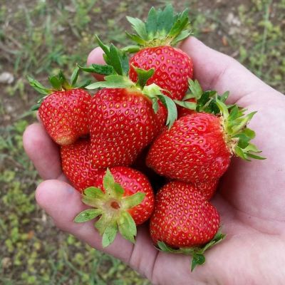 20 เมล็ด Seascape Strawberry เมล็ดสตอเบอร์รี่ ของแท้ 100% สตรอเบอร์รี่ สตอเบอรี สตอเบอรี่ อัตรางอก 70-80% Strawberry seeds มีคู่มือวิธีปลูก