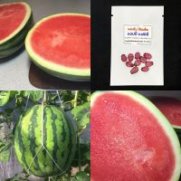 เมล็ดแตงโมไร้เมล็ด แฮปปี้แฟมิลี่  seedless watermelon