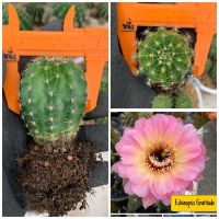 ( Promotion+++) คุ้มที่สุด หน่อชำ มีรากแล้ว ถอนส่ง แคคตัส/เพชร Cactus Echinopsis GTT ราคาดี พรรณ ไม้ น้ำ พรรณ ไม้ ทุก ชนิด พรรณ ไม้ น้ำ สวยงาม พรรณ ไม้ มงคล