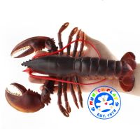 Munich Play - โมเดล Lobster กุ้งมังกร บอสตัน แดง ขนาด 23.00 CM (จากหาดใหญ่)