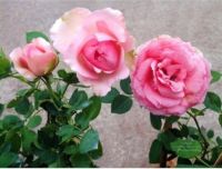 กุหลาบ The First Lady Rose Seed 30 เมล็ด เมล็ดพันธุ์ ดอกใหญ่ ดอกหอม นำเข้าจากต่างประเทศ พร้อมคู่มือ เมล็ดสด ใหม่